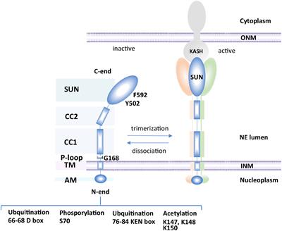 SUNny Ways: The Role of the SUN-Domain Protein Mps3 Bridging Yeast Nuclear Organization and Lipid Homeostasis